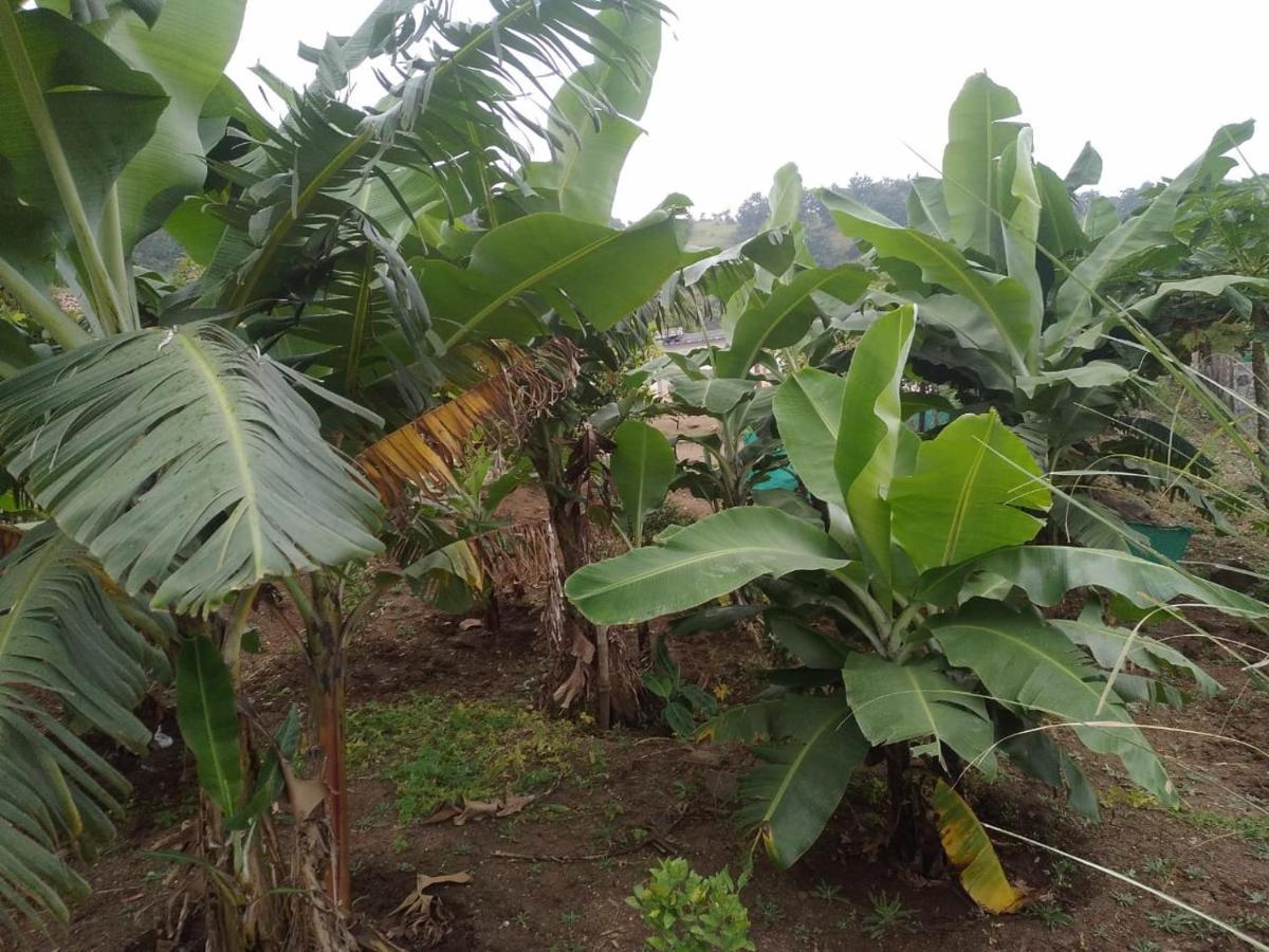 Hotel Jandyal Farm House Malshej Ghat Zewnętrze zdjęcie